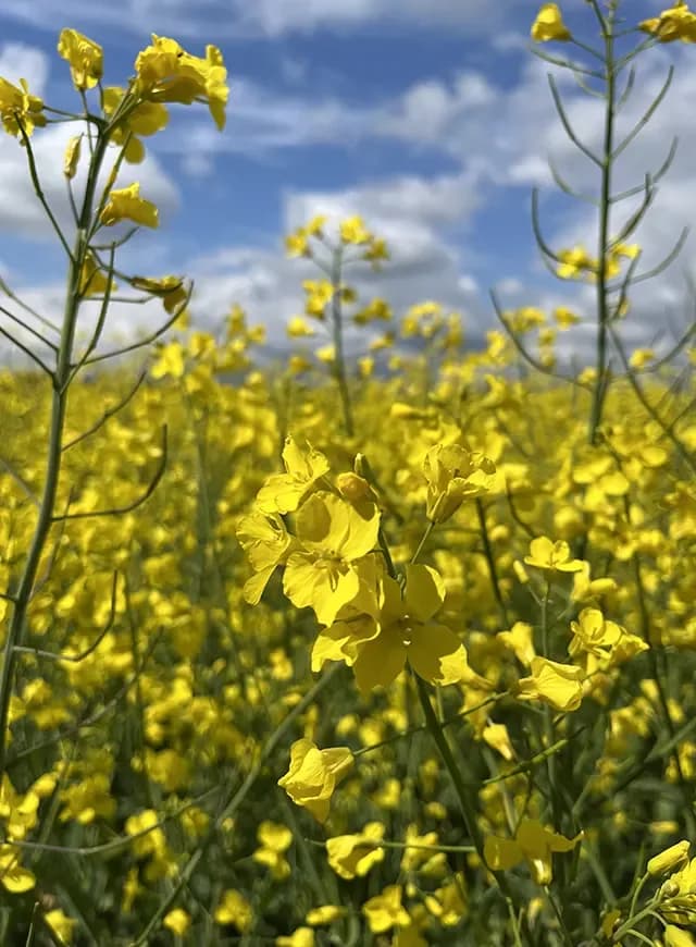 Аксель — АРТ-АГРО
