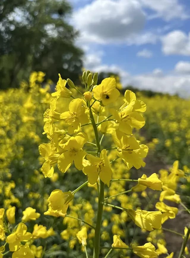 Гектор — АРТ-АГРО