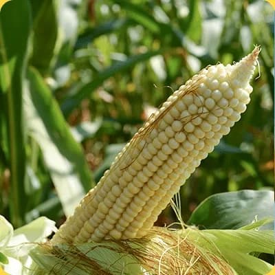 Аміго (ФАО 300-320) — насіння кукурудзи Євросем