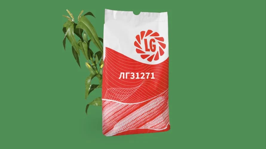 ЛГ31271 — насіння кукурудзи LG