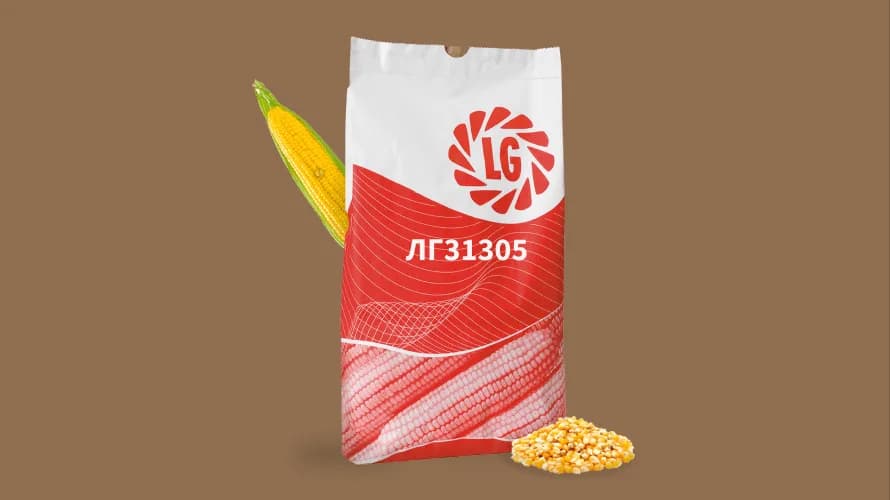 ЛГ31305 — насіння кукурудзи LG