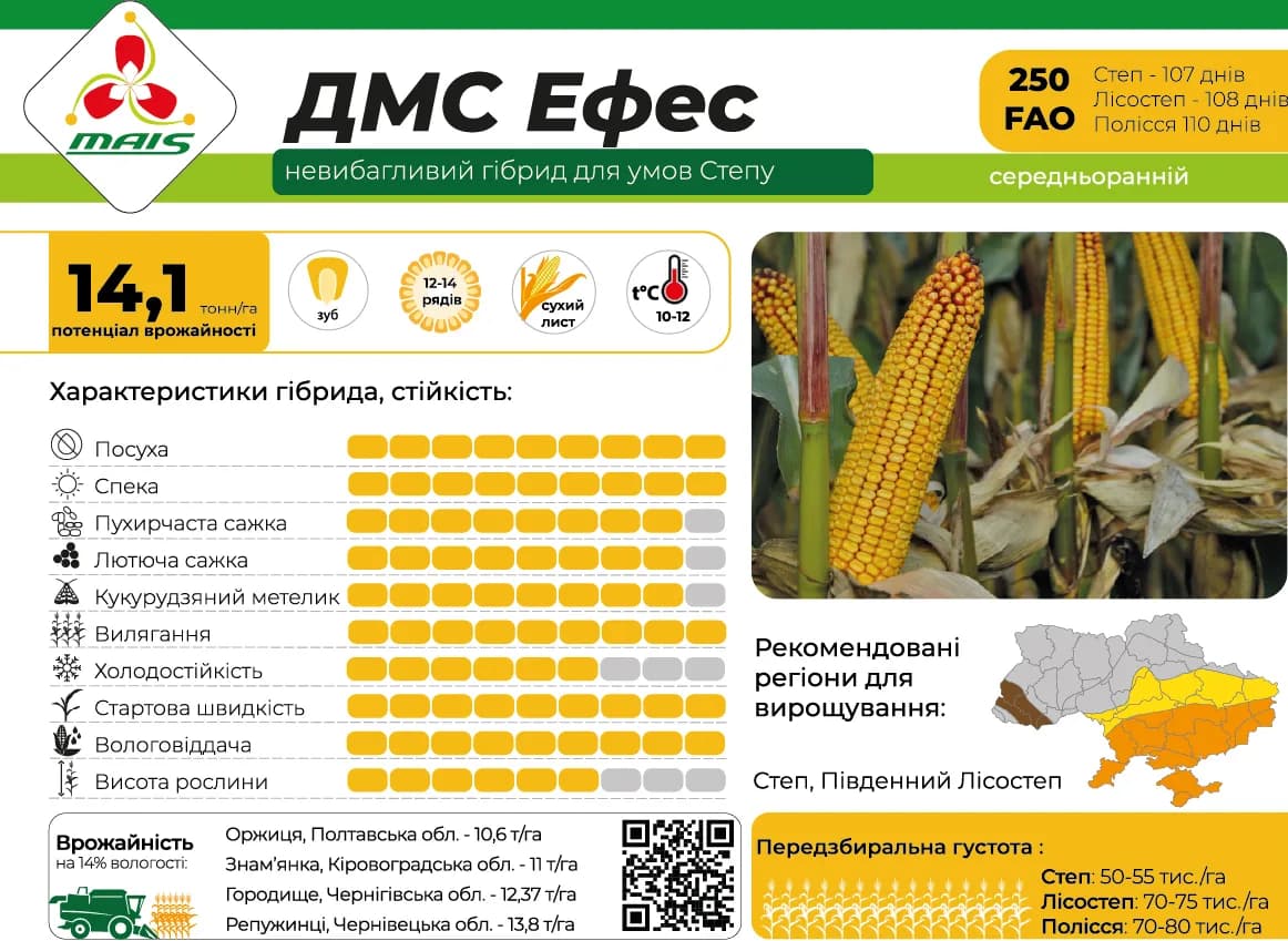 ДМС Ефес — насіння кукурудзи Маїс
