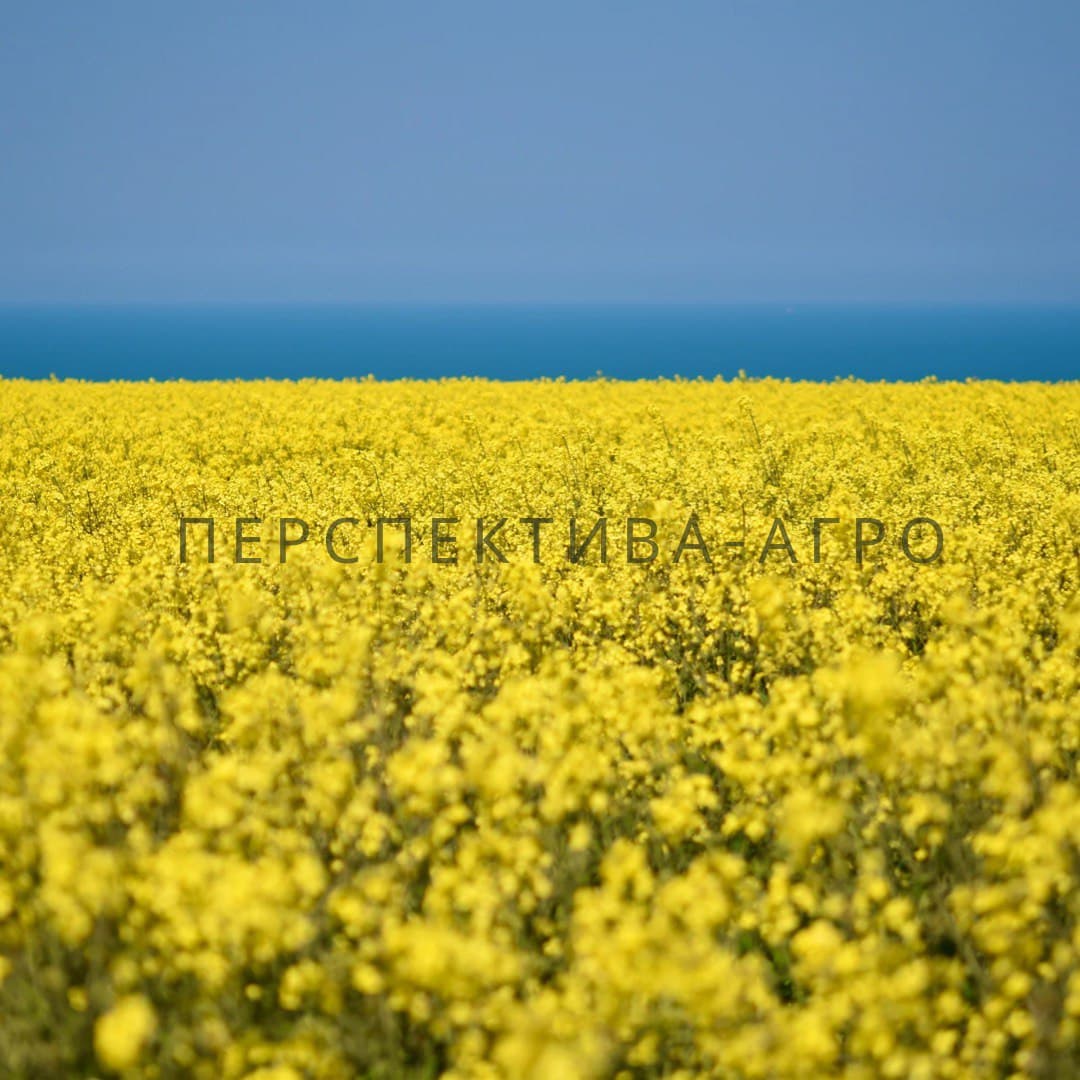 Гібрид ріпаку СЕЛАВІК (SELAVIK)