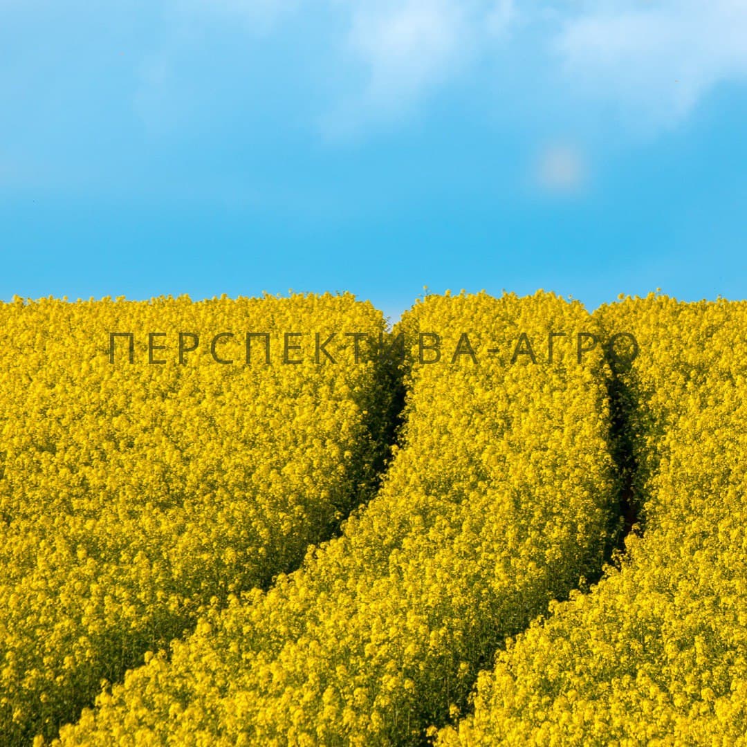Гібрид ріпаку МІСТЕРІ