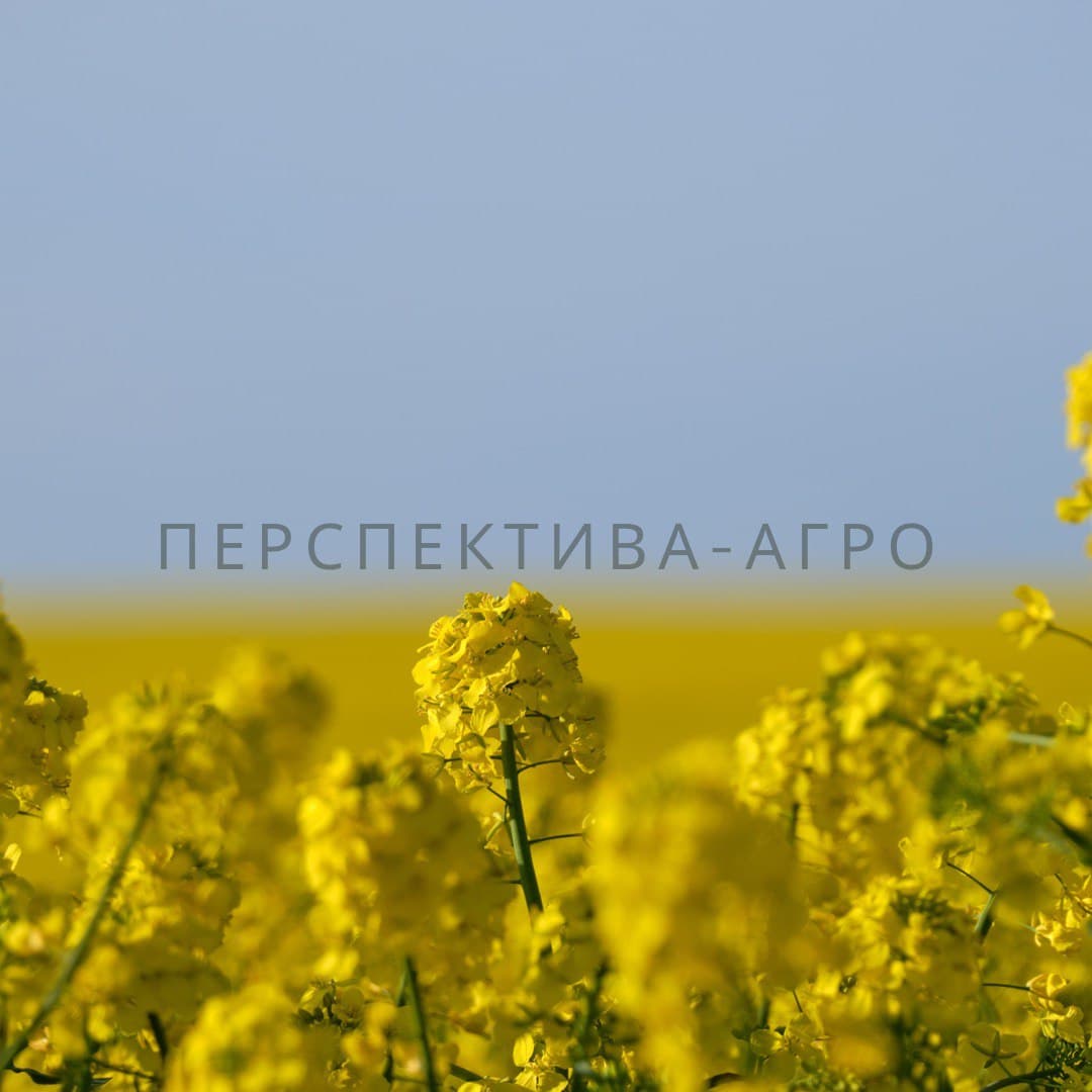 Гібрид ріпаку МІГЕЛЬ