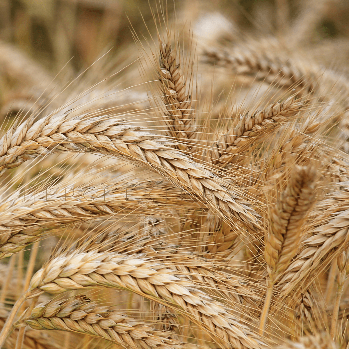 Насіння озимої пшениці "Мілтон" Seed Grain Company (Канада)