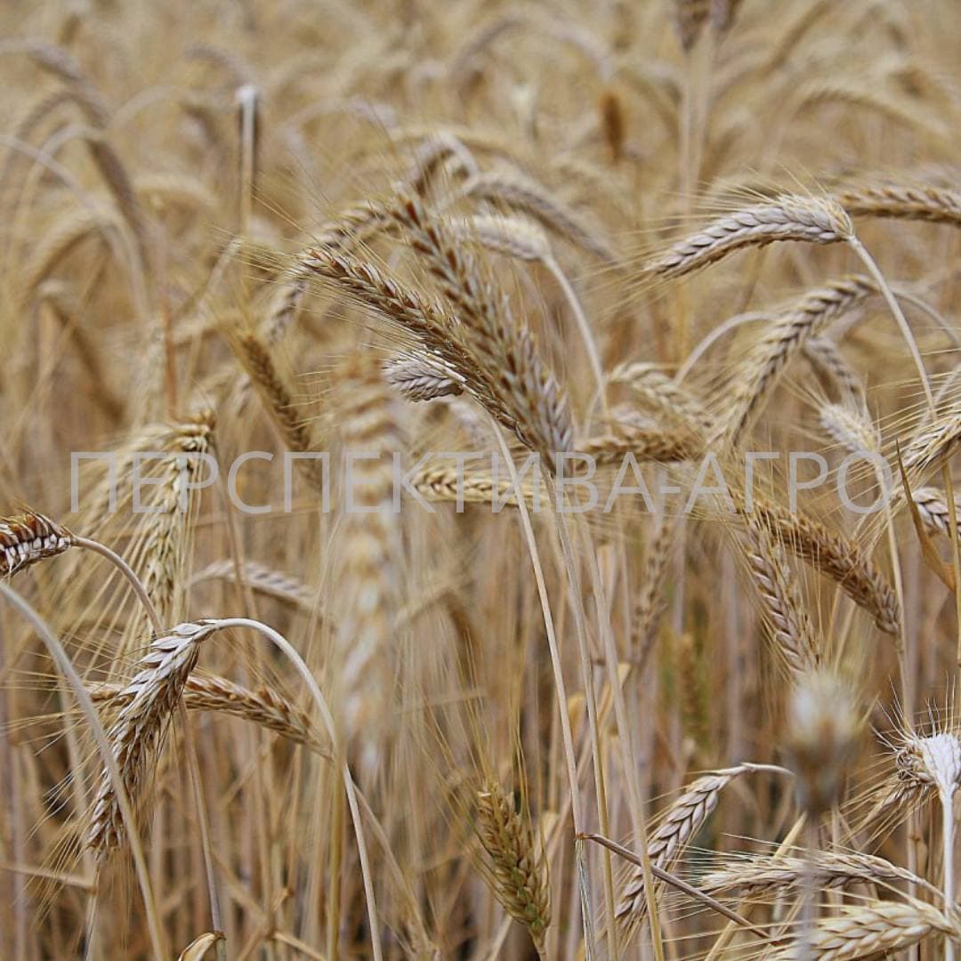 Насіння озимої пшениці "Калідон" Seed Grain Company (Канада)