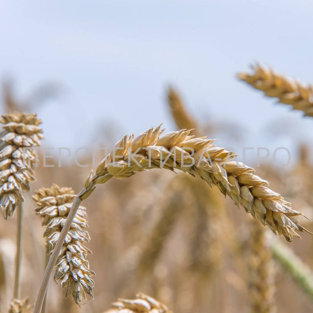 Насіння озимої пшениці "Імператор" Seed Grain Company