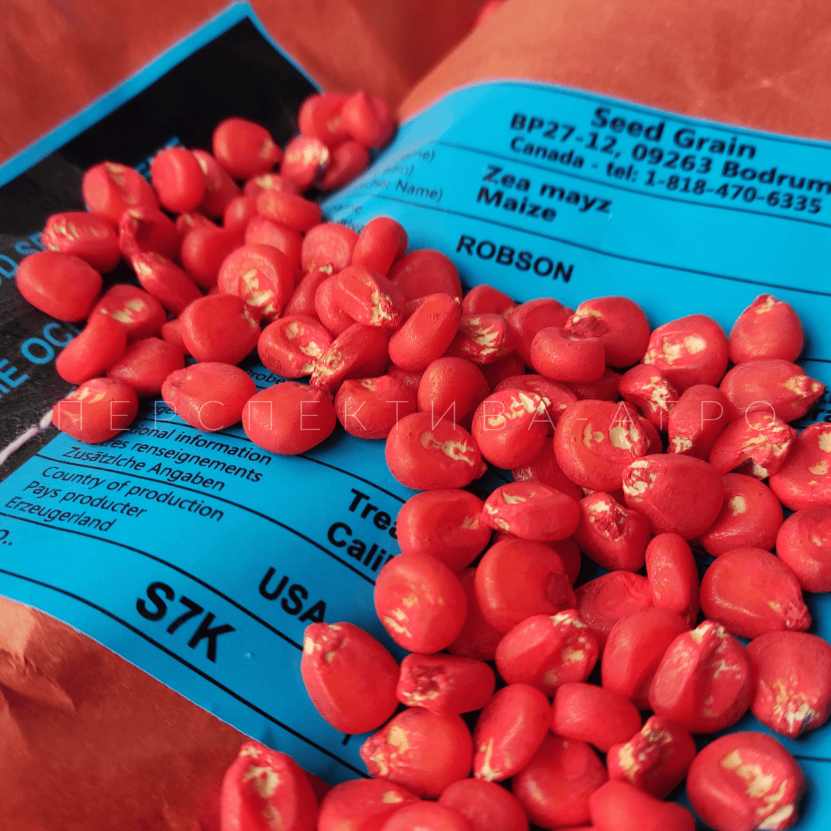 Гібрид кукурудзи РОБСОН ФАО 240 | Seed Grain Company