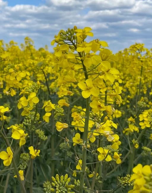 Квант — насіння ріпаку ВНІС