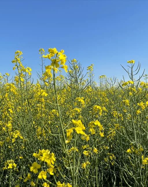 Майбах — насіння ріпаку ВНІС