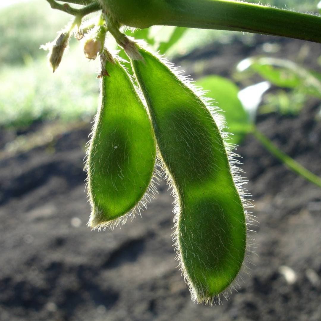 Посівний матеріал сої "ЕЛІЗІУМ" | Seed Grain Company