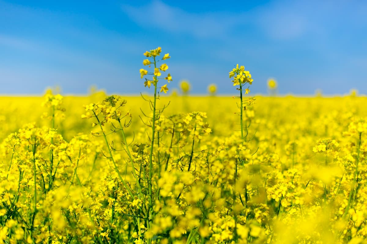 Квітуче поле ріпаку