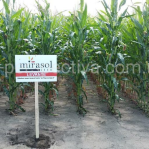 Levante Mirasol Seed