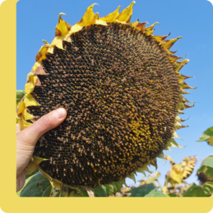 Mirasol Seed