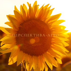 BONASOL JMR OR7 MIRASOL SEED