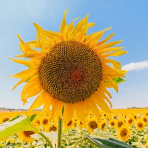 HIBRISOL SU + OR7