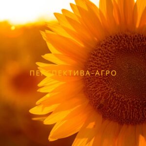 GUARA OR7+ MIRASOL SEED