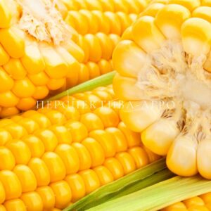 LEVANTE MIRASOL SEED