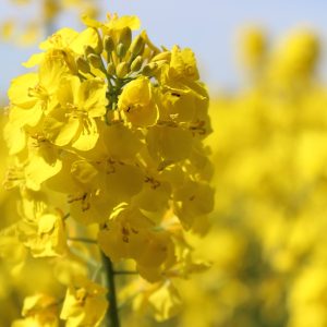 Ріпак насіння