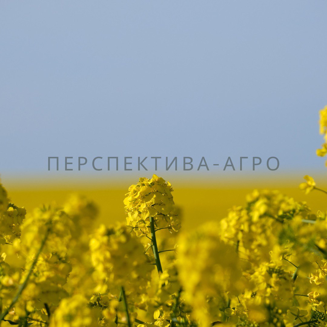 Гібрид ріпаку МІГЕЛЬ