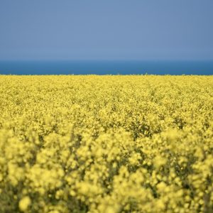 Ріпак