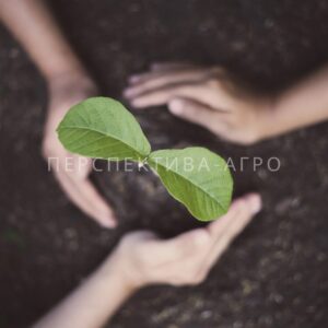 FITOROST