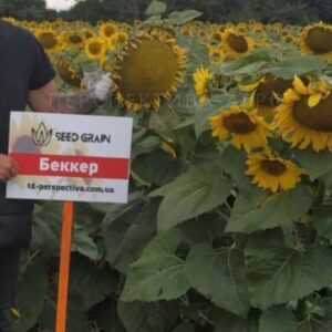 Bekker Seed Grain Company