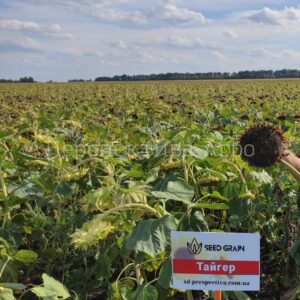 TAYGER Seed Grain Company