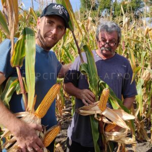 Corn SG29N68 Seed Grain Company