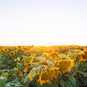 Astun Seed Grain Company