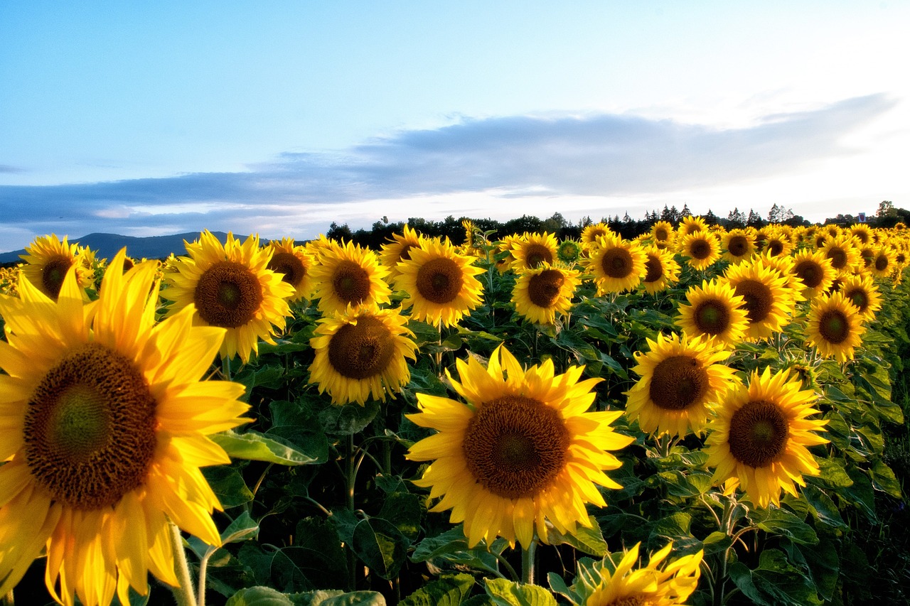 Гібрид соняшника МОРРІС (MORRIS)