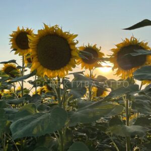 PLANO SEED GRAIN COMPANY