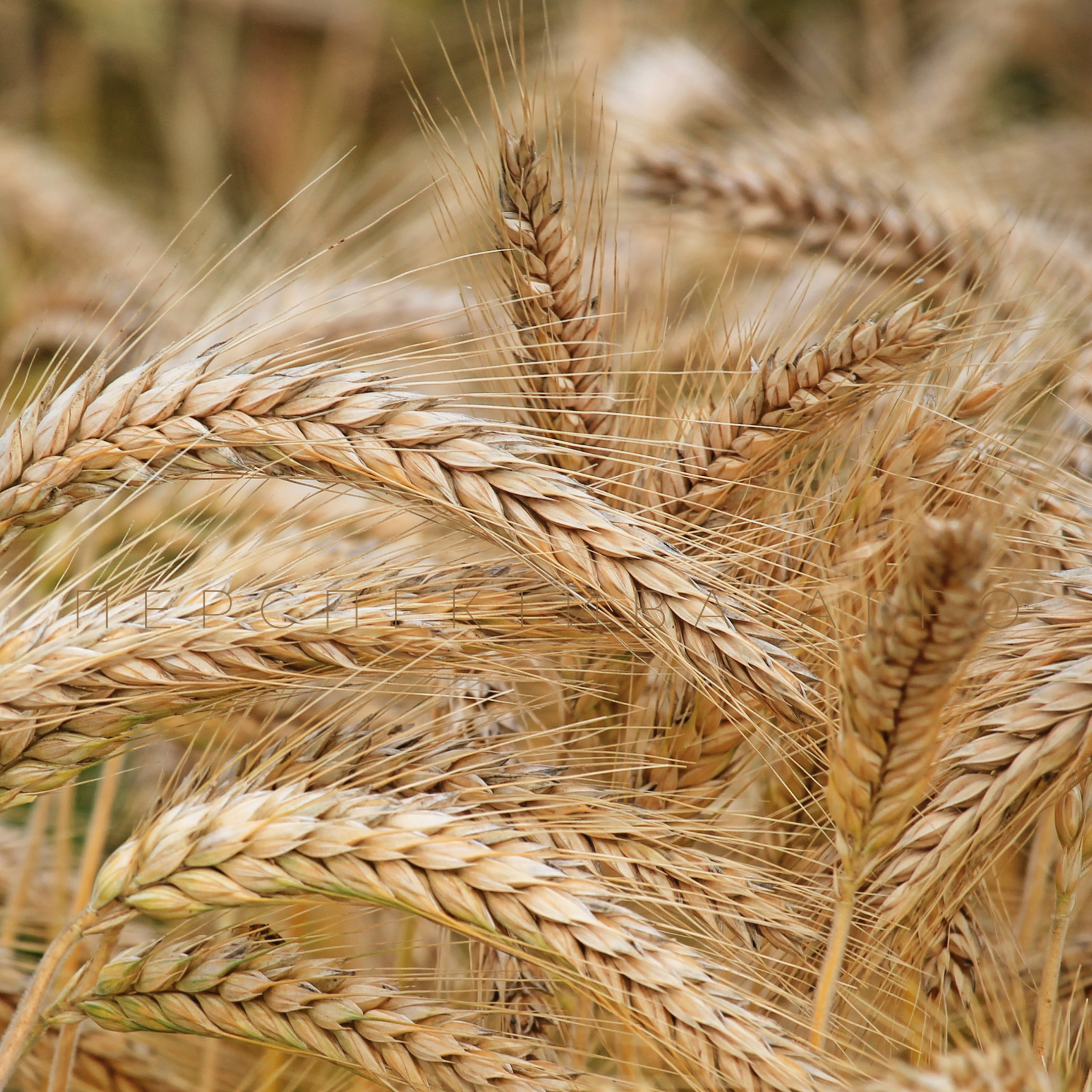Насіння озимої пшениці “Мілтон” Seed Grain Company (Канада)