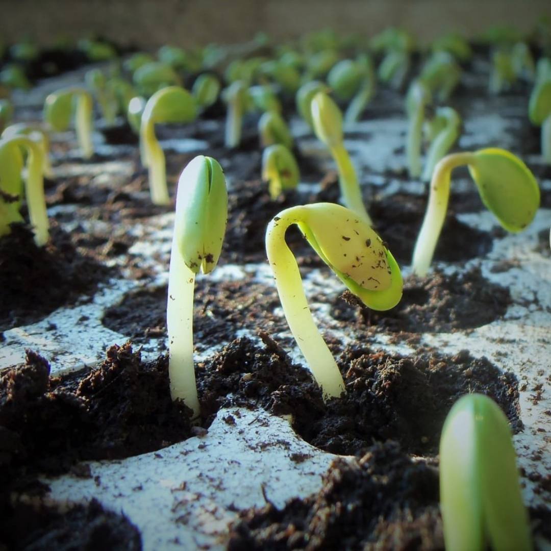 Посівний матеріал сої “АСТОРІУМ” | Seed Grain Company